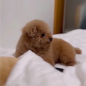 Meet your Posher, Deangelo